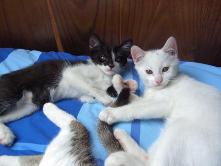 les chats les plus malheureux du monde!